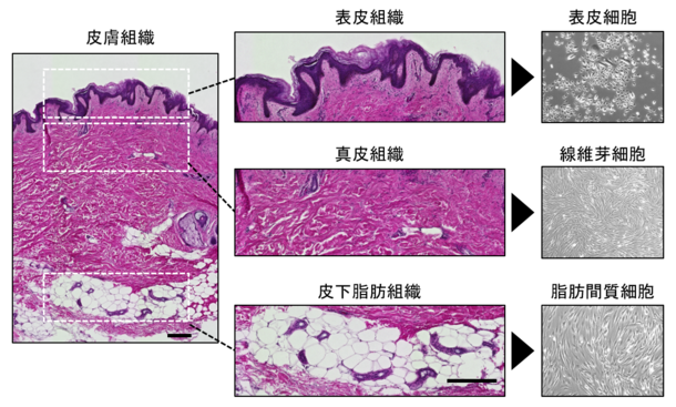 長期間安定的に培養可能な皮膚幹細胞モデルを樹立  ～皮膚科学分野や再生医療分野における幹細胞研究への応用に期待～｜日本メナード化粧品株式会社、藤田医科大学のプレスリリース