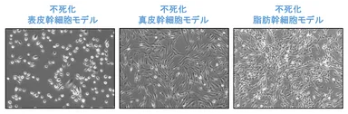 樹立した皮膚幹細胞モデル