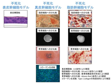 図4　樹立した幹細胞モデルの能力
