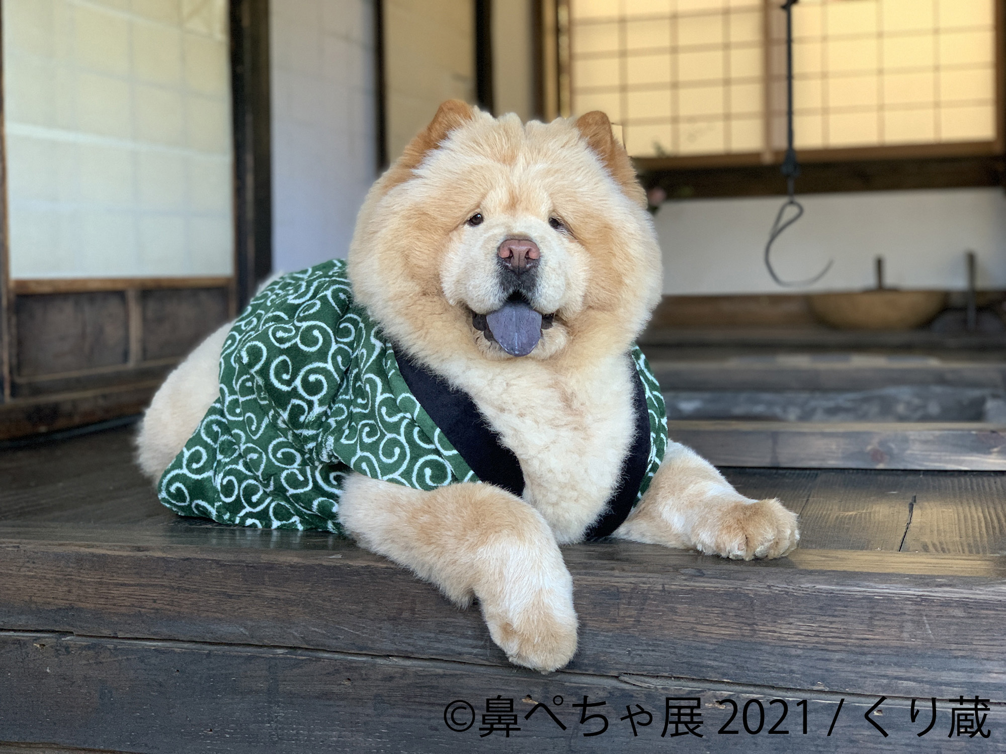 累計10万人動員 パグやシーズー 鼻ぺちゃ犬 の祭典にレア犬種 チャウチャウ など新登場 鼻ぺちゃ展 21 10 22 開催 株式会社baconのプレスリリース