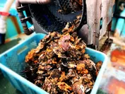 安楽島の牡蠣収穫