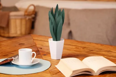 ミスティプランツ サンスベリア リビングで