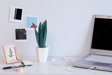 ミスティプランツ サンスベリア デスクで