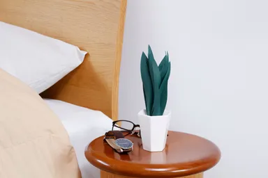 ミスティプランツ サンスベリア 寝室で