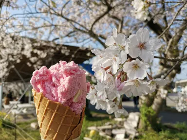 牧場の桜と桜ジェラート