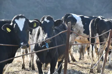 牛とともに生きる