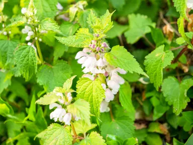 ホウセンカイメージ画像