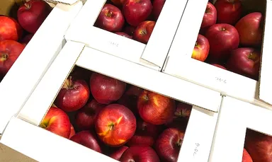 箱に入っているりんご