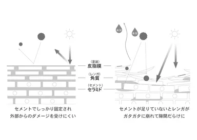 セラミドの仕組み画像