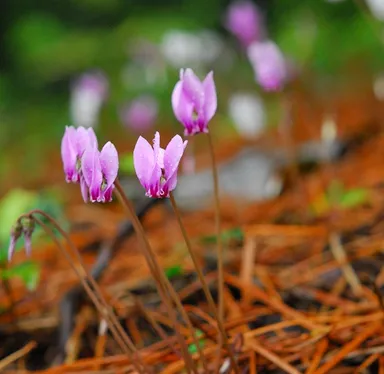 シクラメン（サクラソウ科）