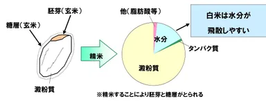 白米の一般的な成分構成