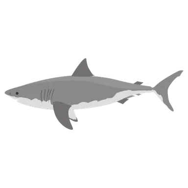 ホオジロザメのイラスト