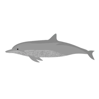 ミナミバンドウイルカのイラスト