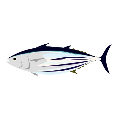 カツオのイラスト