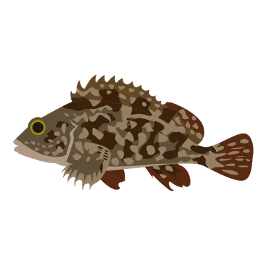 カサゴのイラスト