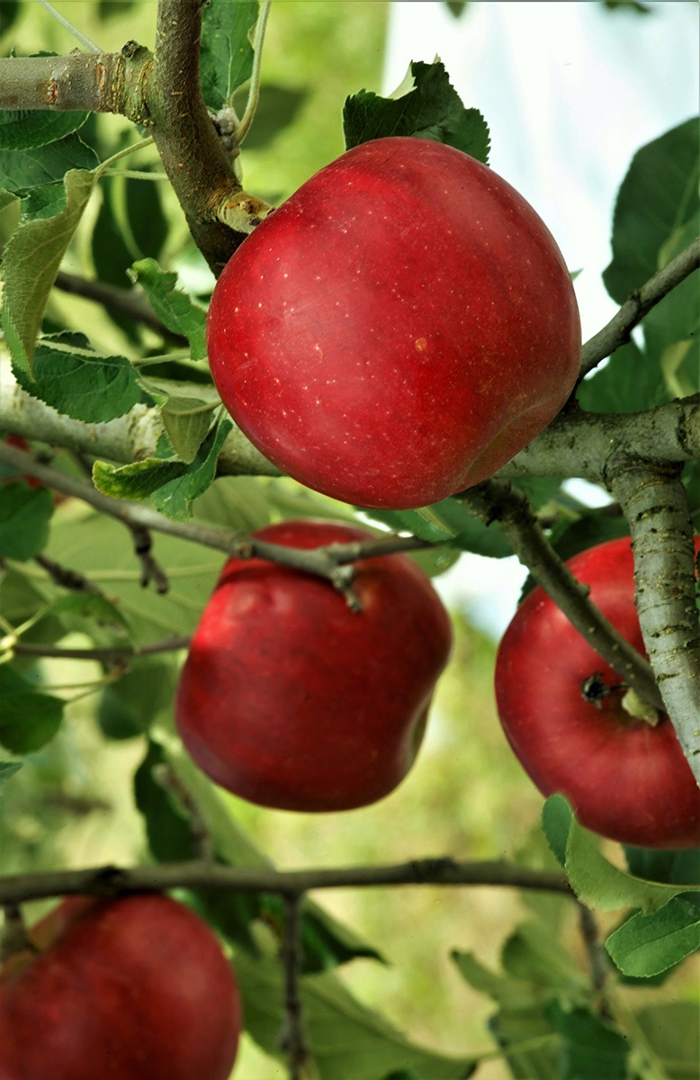 野菜や果物を生産者から直送する産地直送通販サイト「鮮菜」 りんごの 