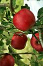 青森県弘前市　果樹園ポムの木「幸せの赤いりんご」