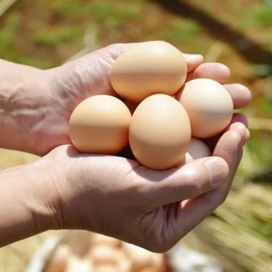 平飼いたまご