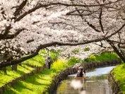 武蔵野の春(作例1)