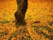 武蔵野の秋(作例4)