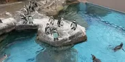 ペンギン水槽