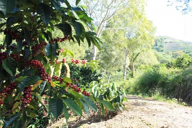 リオ グランデ オロシ農園