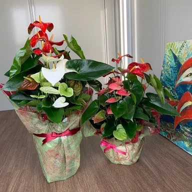 ギフトにも対応している