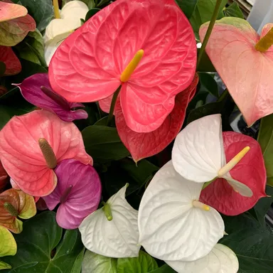 希望に合わせて色を組み合わせることが可能