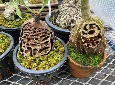 自ら穴を作りアリを住まわせる