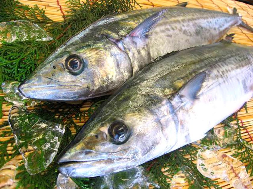 ふるさと納税返礼品新メニュー 漁師が釣った船上活〆鰆 サワラ を1匹丸ごと即日発送 11月中旬より予約受付開始 飯岡ヤマイチ水産 大納屋 のプレスリリース