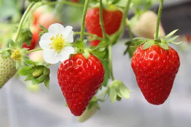 兵庫県夢前夢工房産　ゆめさき苺