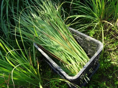 兵庫県相生産 レモングラス