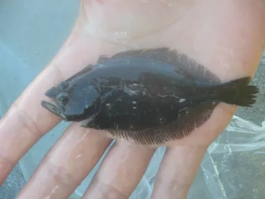 これから海に放流するヒラメの稚魚です。