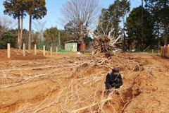 竹腰耕平《市原の木》