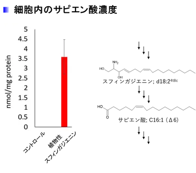 細胞内のサピエン酸濃度