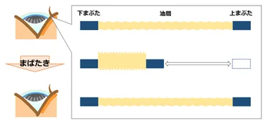図2　正常な目のまばたきと油層(イメージ図)