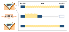 図2　正常な目のまばたきと油層(イメージ図)