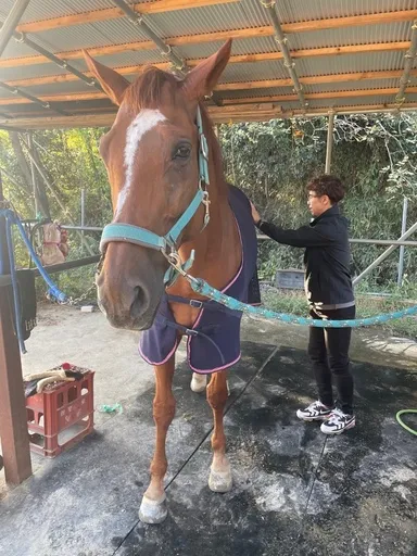 馬への施術2