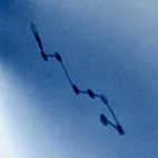 《Septentrion》,(C)2021 Nao Tsuda | Marihiko Hara