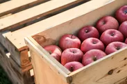 りんごの木箱