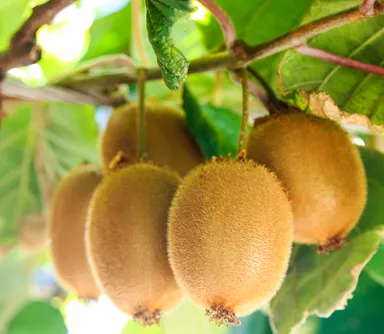 佐賀県産 ゴールデンキウイ