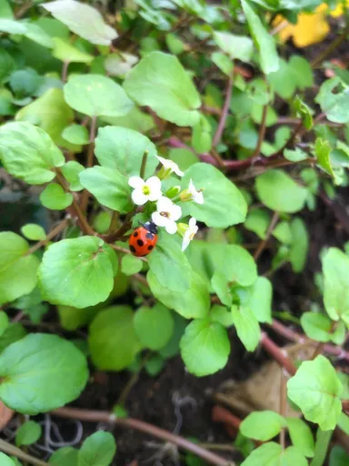 栽培中のクレソン