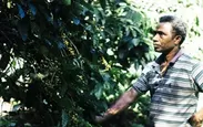 コーヒー豆を育てるインドネシア農家