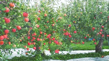 秋田県鹿角市としま農園のりんご