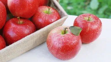 採れたて生果のフジりんごがセットに