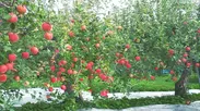秋田県鹿角市としま農園のりんご