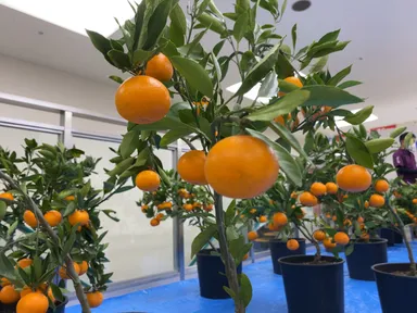 「出張フルーツ狩り」イメージ