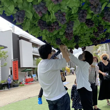 フルーツ狩りの様子