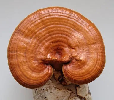 レイシハーツコーヒーの原料となるハルカインターナショナルの有機JAS霊芝