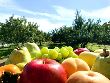 山形県はフルーツ王国